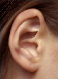 I got this ear from Google Image Search, but I flipped it horizontally in Photoshop, so it's my image now.